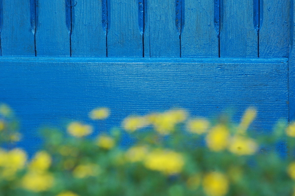yellow flowers, blue door