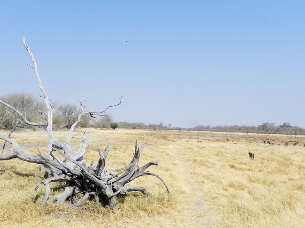 botswana landscape
