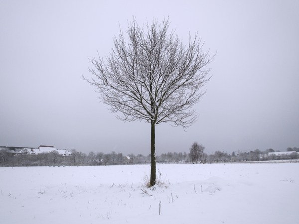 lonely winter tree