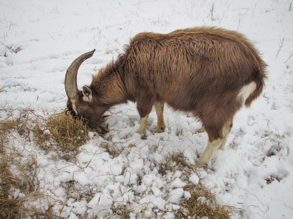 goat on snow