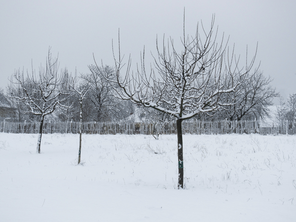 young trees in winter