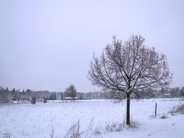 winter fields scenery