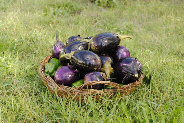 eggplants and peppers 3