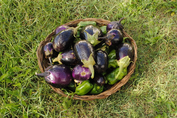 eggplants and peppers 1