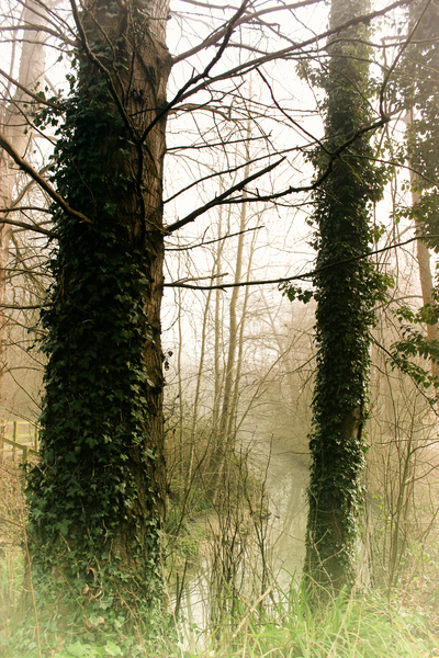 Misty woods