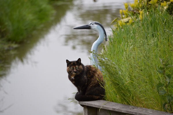 A cat and a spoonbill