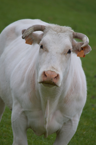 A white bull