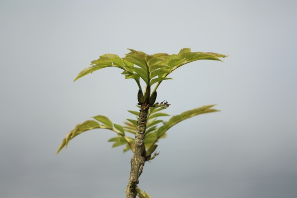 Sprig of young leaves