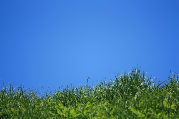Grass against blue sky