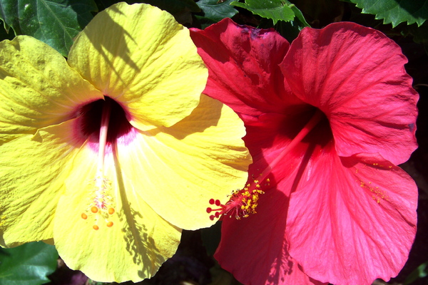 Red and Yellow Hibiscus 2