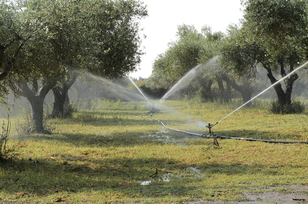 Irrigation of olive