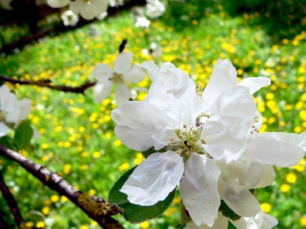 blooming apple-tree