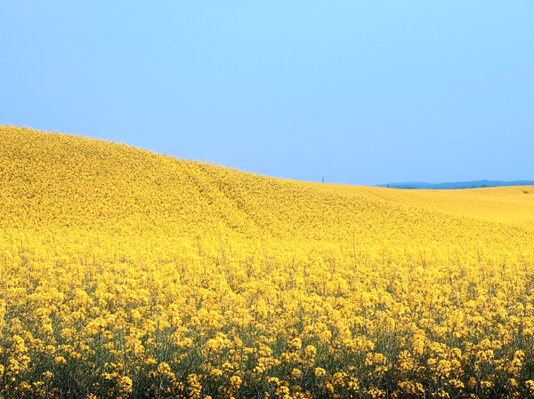 field of the canola
