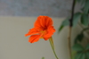 Flor laranja