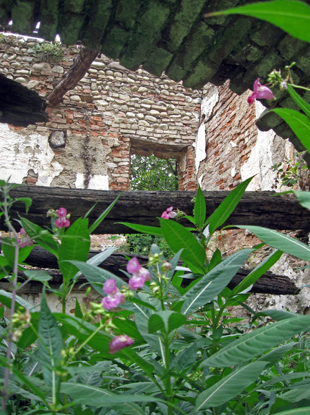ruins with plants