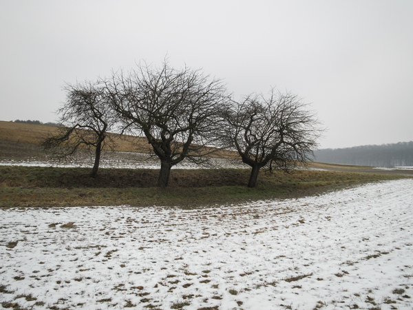 apple trees in winter