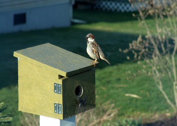 Springtime Sparrow