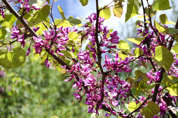 little violet flowers tree