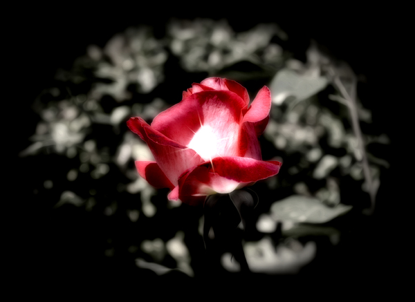 sparkling rose