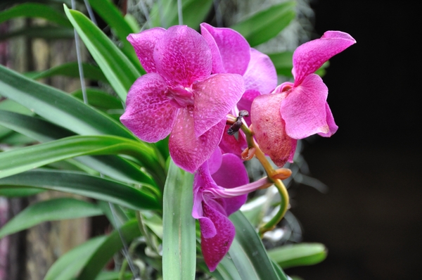 Pink Orchids 1