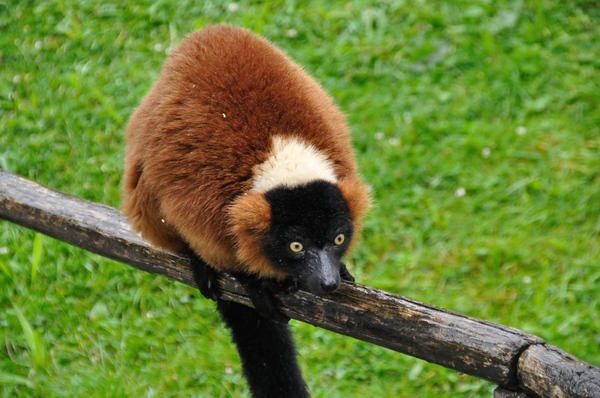 Red ruffed lemur 5