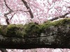 Árvore de cereja de florescência