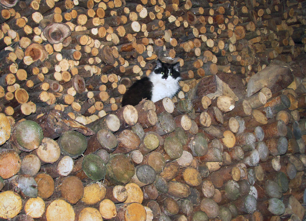 Cat in woodpile