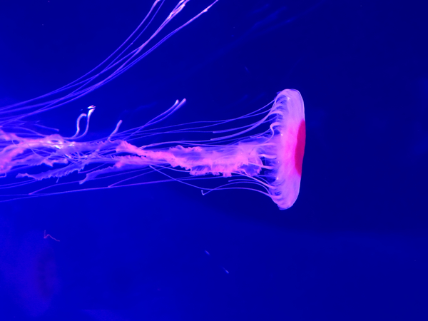 Medusa (Jellyfish)