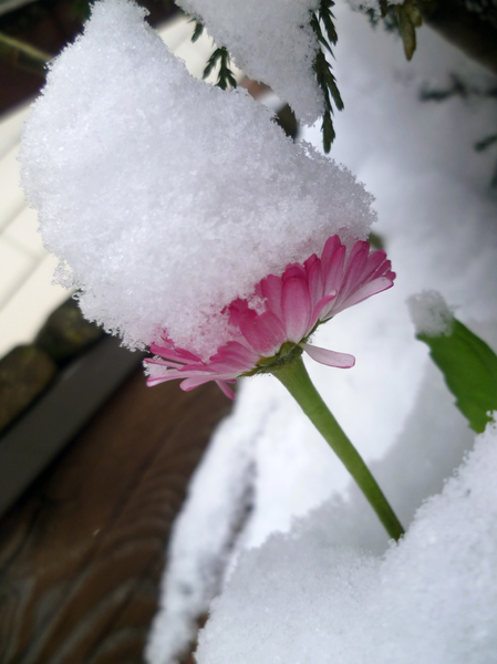 Pink flower under snow