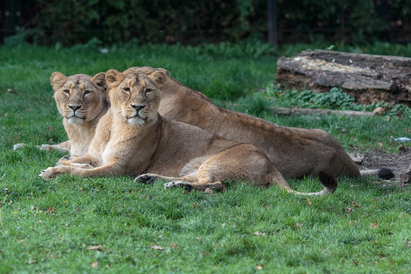 Lionesses looking to camera