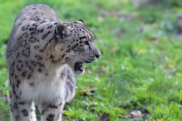 Snow leopard showing teeth