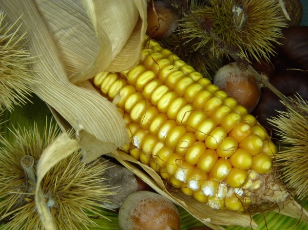 Autumn Still Life / Home deco