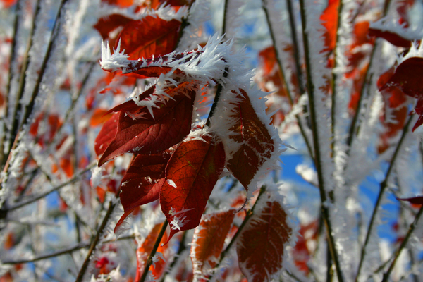 frozen red leaves 1