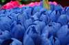 blauwe tulpen