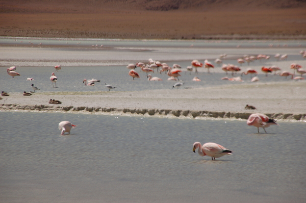 Flamingo series 1