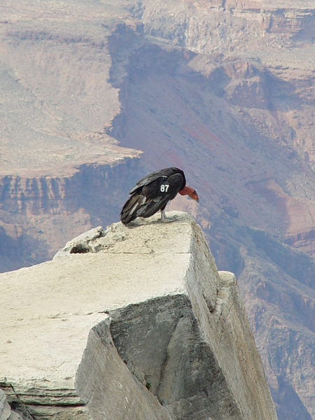 california condor 2