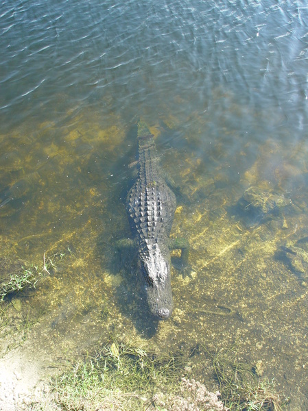 gator 1