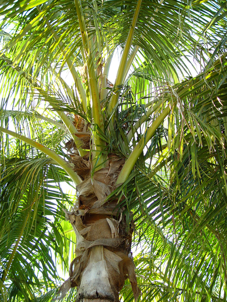 coconut 2