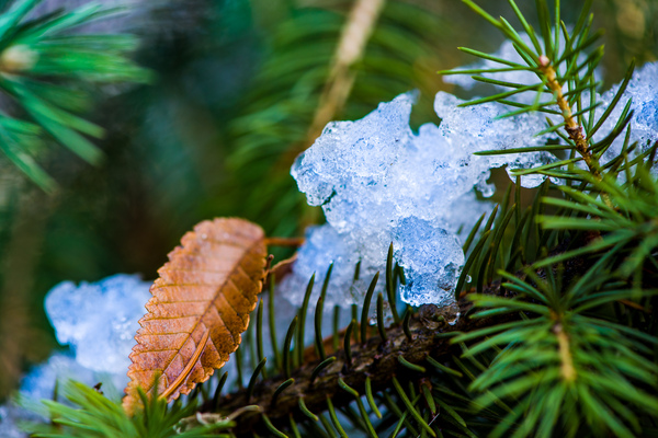 Pine Tree  Ice Crystal