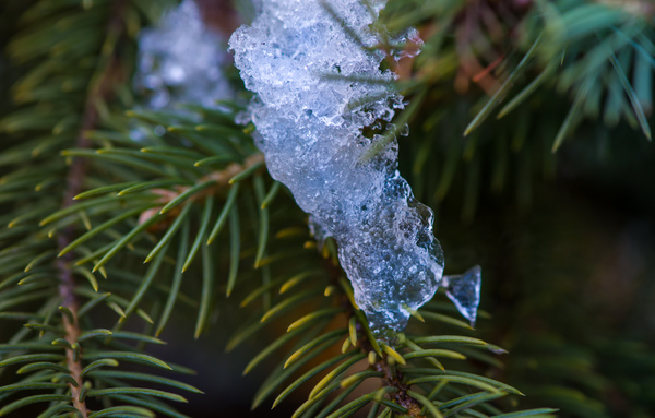 Pine Tree  Ice Crystal