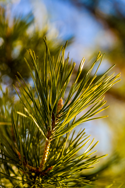 fir-tree branch