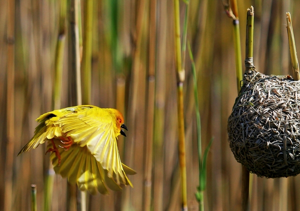 Yellow Finch/Weavers 2
