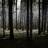 dunklen Wald