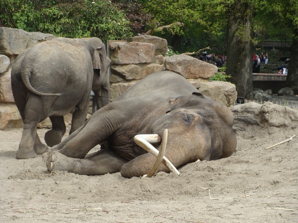 Resting Elephant 2
