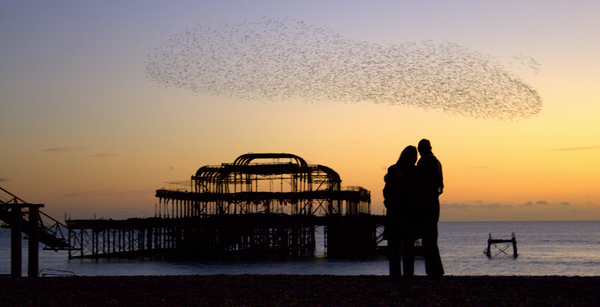 Starlings in Brighton