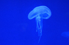 Medusa azuis
