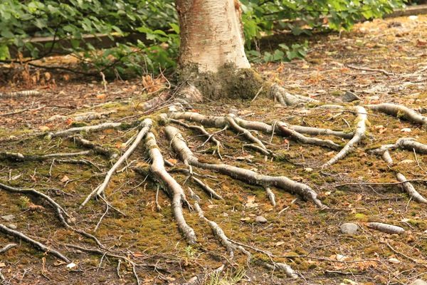 Exposed tree roots