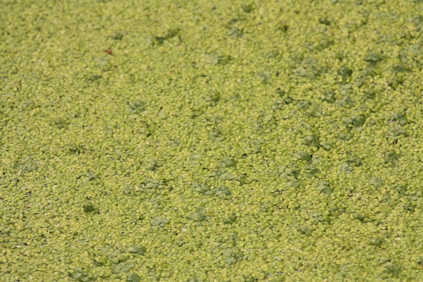 Pond weed texture