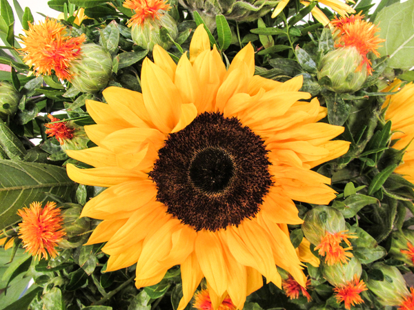 sunflower bouquet 3