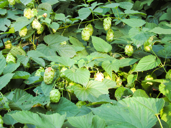 blooming hops plant